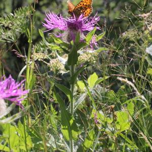 Photographie n°2323567 du taxon Centaurea uniflora Turra