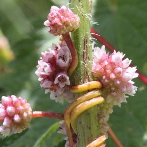 Photographie n°2323573 du taxon Cuscuta europaea L.