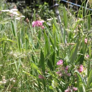 Photographie n°2323575 du taxon Lathyrus heterophyllus L. [1753]