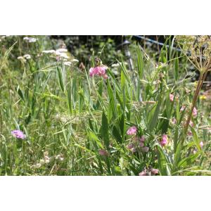 Lathyrus heterophyllus L. (Gesse à feuilles de deux formes)