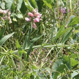 Photographie n°2323576 du taxon Lathyrus heterophyllus L. [1753]