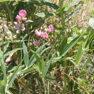 Photographie n°2323580 du taxon Lathyrus heterophyllus L. [1753]