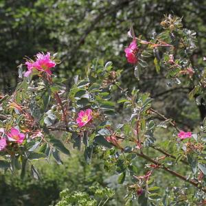 Photographie n°2323582 du taxon Rosa ferruginea Vill.