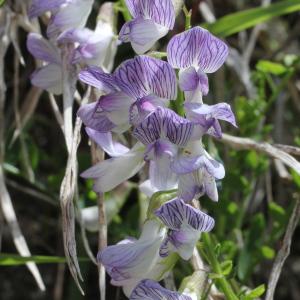 Photographie n°2323588 du taxon Vicia sylvatica L.