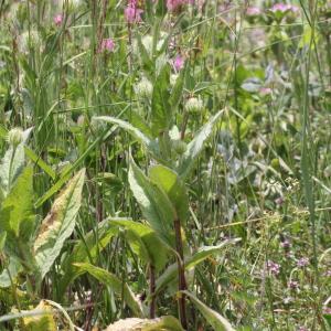 Photographie n°2323590 du taxon Crepis pyrenaica (L.) Greuter