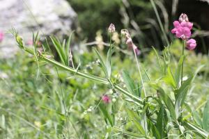 Marie  Portas, le 17 juillet 2019 (Champagny-en-Vanoise)