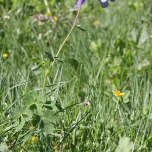 Photographie n°2323616 du taxon Aquilegia vulgaris L.