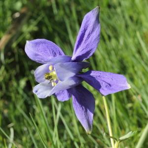 Photographie n°2323617 du taxon Aquilegia vulgaris L.