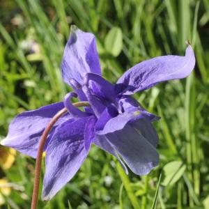 Photographie n°2323618 du taxon Aquilegia vulgaris L.