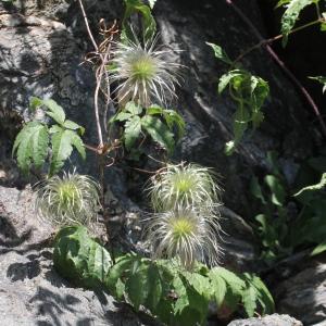 Photographie n°2323621 du taxon Clematis alpina (L.) Mill.