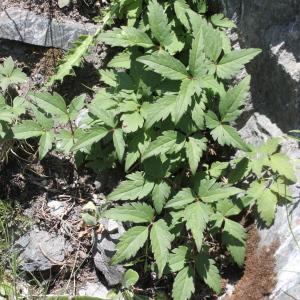 Photographie n°2323624 du taxon Clematis alpina (L.) Mill.