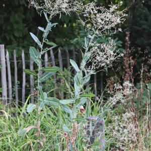 Photographie n°2323675 du taxon Lactuca serriola L. [1756]