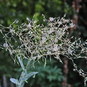 Photographie n°2323676 du taxon Lactuca serriola L. [1756]