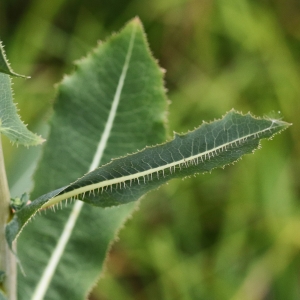 Photographie n°2323677 du taxon Lactuca serriola L. [1756]