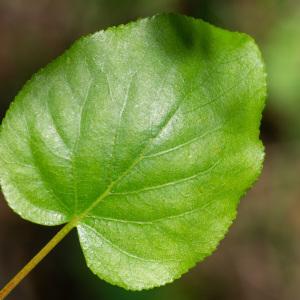 Photographie n°2323683 du taxon Alnus cordata (Loisel.) Duby [1828]