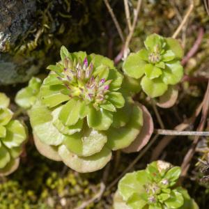 Photographie n°2323699 du taxon Phedimus stellatus (L.) Raf.