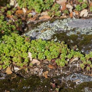 Photographie n°2323701 du taxon Phedimus stellatus (L.) Raf.