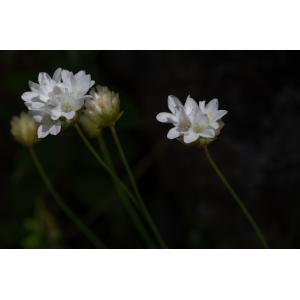 Armeria leucocephala Salzm. ex W.D.J.Koch (Arméria à têtes blanches)