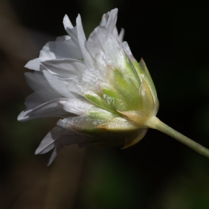 Photographie n°2323731 du taxon Armeria leucocephala Salzm. ex W.D.J.Koch [1823]