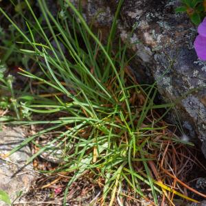 Photographie n°2323733 du taxon Armeria leucocephala Salzm. ex W.D.J.Koch [1823]