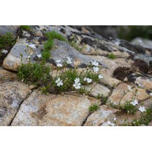 Cerastium stenopetalum Fenzl ex Gren. & Godr.