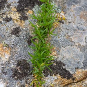 Photographie n°2323739 du taxon Cerastium stenopetalum Fenzl ex Gren. & Godr. [1848]