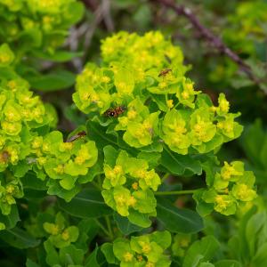 Photographie n°2323745 du taxon Euphorbia hirsuta L. [1759]