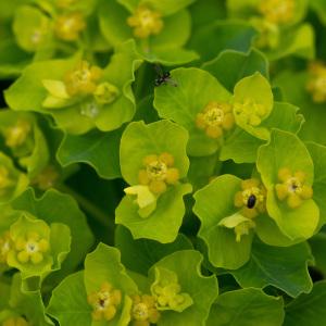 Photographie n°2323746 du taxon Euphorbia hirsuta L. [1759]