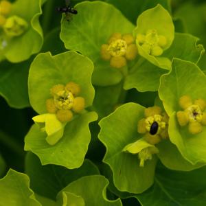 Photographie n°2323747 du taxon Euphorbia hirsuta L. [1759]