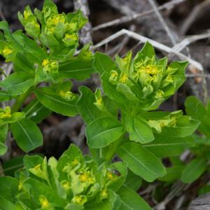 Photographie n°2323750 du taxon Euphorbia hirsuta L. [1759]