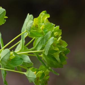 Photographie n°2323753 du taxon Euphorbia hirsuta L. [1759]