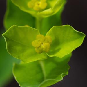 Photographie n°2323754 du taxon Euphorbia hirsuta L. [1759]