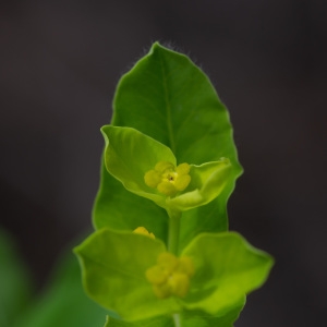 Photographie n°2323755 du taxon Euphorbia hirsuta L. [1759]