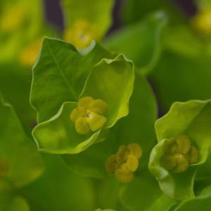 Photographie n°2323756 du taxon Euphorbia hirsuta L. [1759]