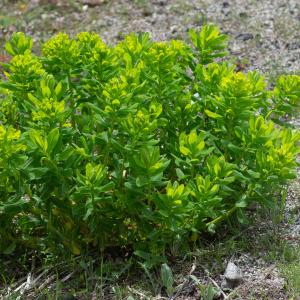 Photographie n°2323757 du taxon Euphorbia hirsuta L. [1759]