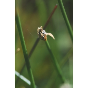 Scirpus palustris subsp. uniglumis (Link) Syme (Scirpe à une écaille)