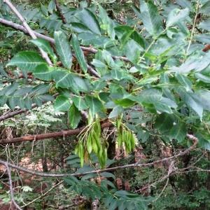 Photographie n°2323797 du taxon Fraxinus excelsior L. [1753]