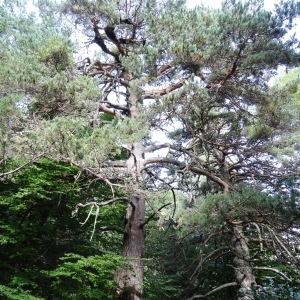 Photographie n°2323804 du taxon Pinus mugo subsp. uncinata (Ramond ex DC.) Domin [1936]