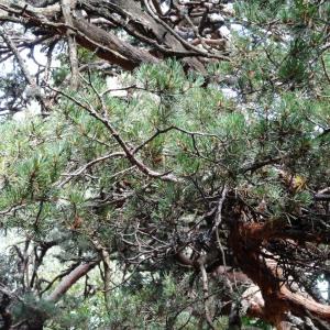 Photographie n°2323805 du taxon Pinus mugo subsp. uncinata (Ramond ex DC.) Domin [1936]