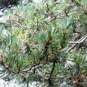 Photographie n°2323806 du taxon Pinus mugo subsp. uncinata (Ramond ex DC.) Domin [1936]
