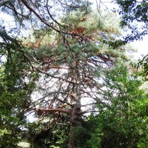 Photographie n°2323807 du taxon Pinus mugo subsp. uncinata (Ramond ex DC.) Domin [1936]