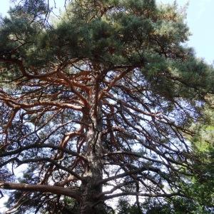 Photographie n°2323808 du taxon Pinus mugo subsp. uncinata (Ramond ex DC.) Domin [1936]
