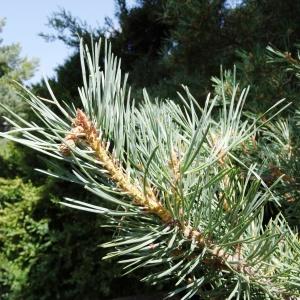 Photographie n°2323810 du taxon Pinus mugo subsp. uncinata (Ramond ex DC.) Domin [1936]