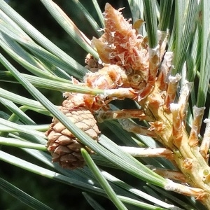 Photographie n°2323811 du taxon Pinus mugo subsp. uncinata (Ramond ex DC.) Domin [1936]