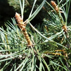 Photographie n°2323812 du taxon Pinus mugo subsp. uncinata (Ramond ex DC.) Domin [1936]