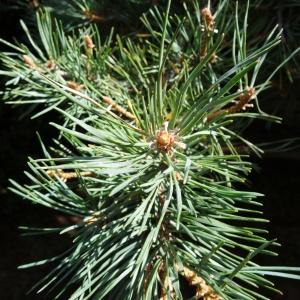 Photographie n°2323813 du taxon Pinus mugo subsp. uncinata (Ramond ex DC.) Domin [1936]