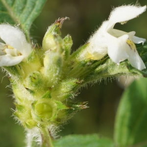 Photographie n°2323833 du taxon Galeopsis tetrahit L. [1753]