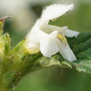 Photographie n°2323836 du taxon Galeopsis tetrahit L. [1753]