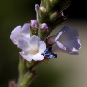 Photographie n°2323899 du taxon Verbena officinalis L. [1753]