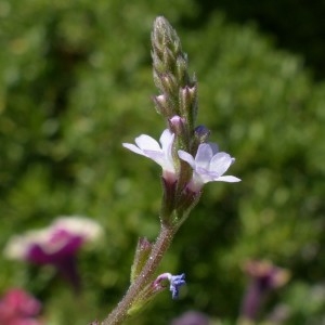 Photographie n°2323902 du taxon Verbena officinalis L. [1753]